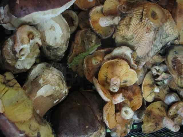 Beautiful Mushrooms