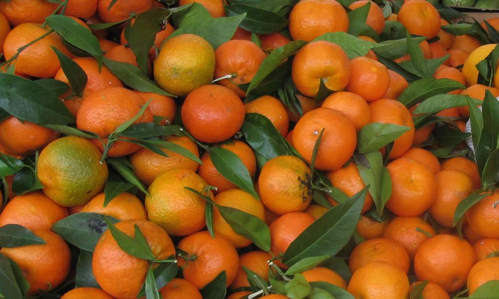 mandarin oranges in Italy