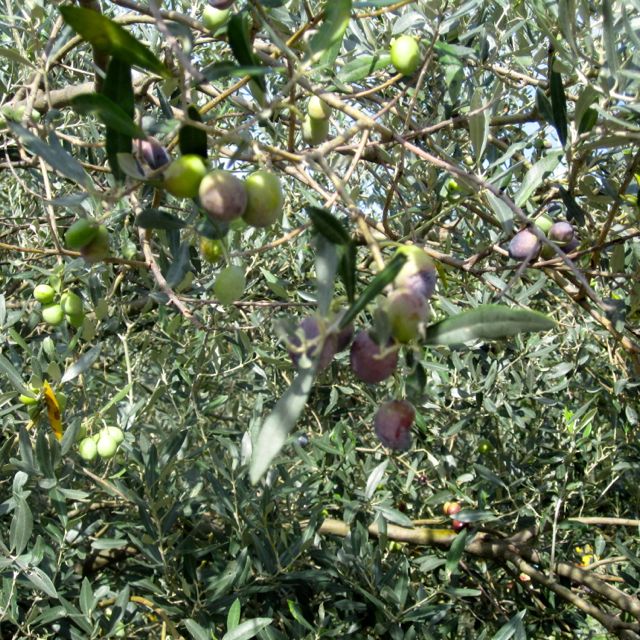 Olive Tree, Calabria