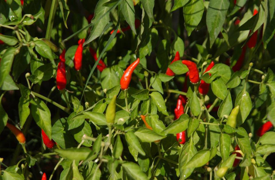 peperoncino