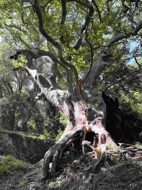 Ancient plane tree