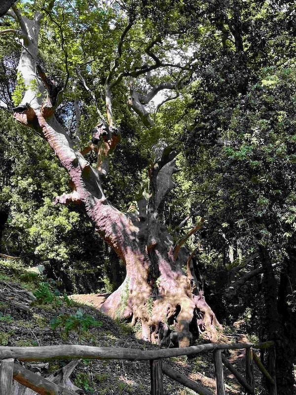 ancient plane tree