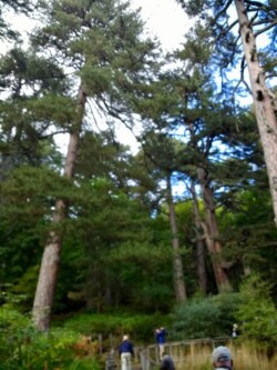 A walk amongts the "giants of Fallistro" nature reserve in the Sila National Park Sila National Park