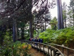 Walking amongst centuries-old pines in the Sila highlights of Calabria