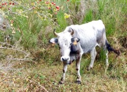 Hello! I'm the podolica breed from Calabria. podolica breed in Calabria