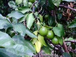 In a bergamot grove bergamots