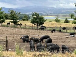 black pigs of Calabria
