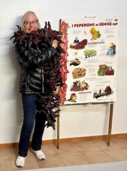 Karen Haid